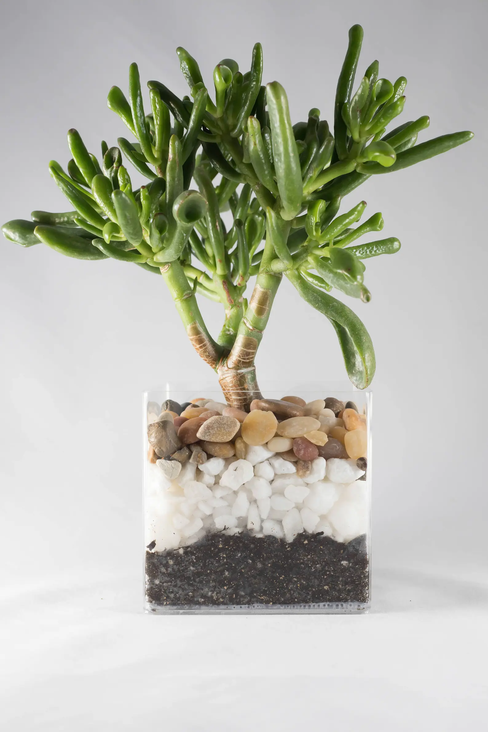 Suction Cup Window Planter Cubed