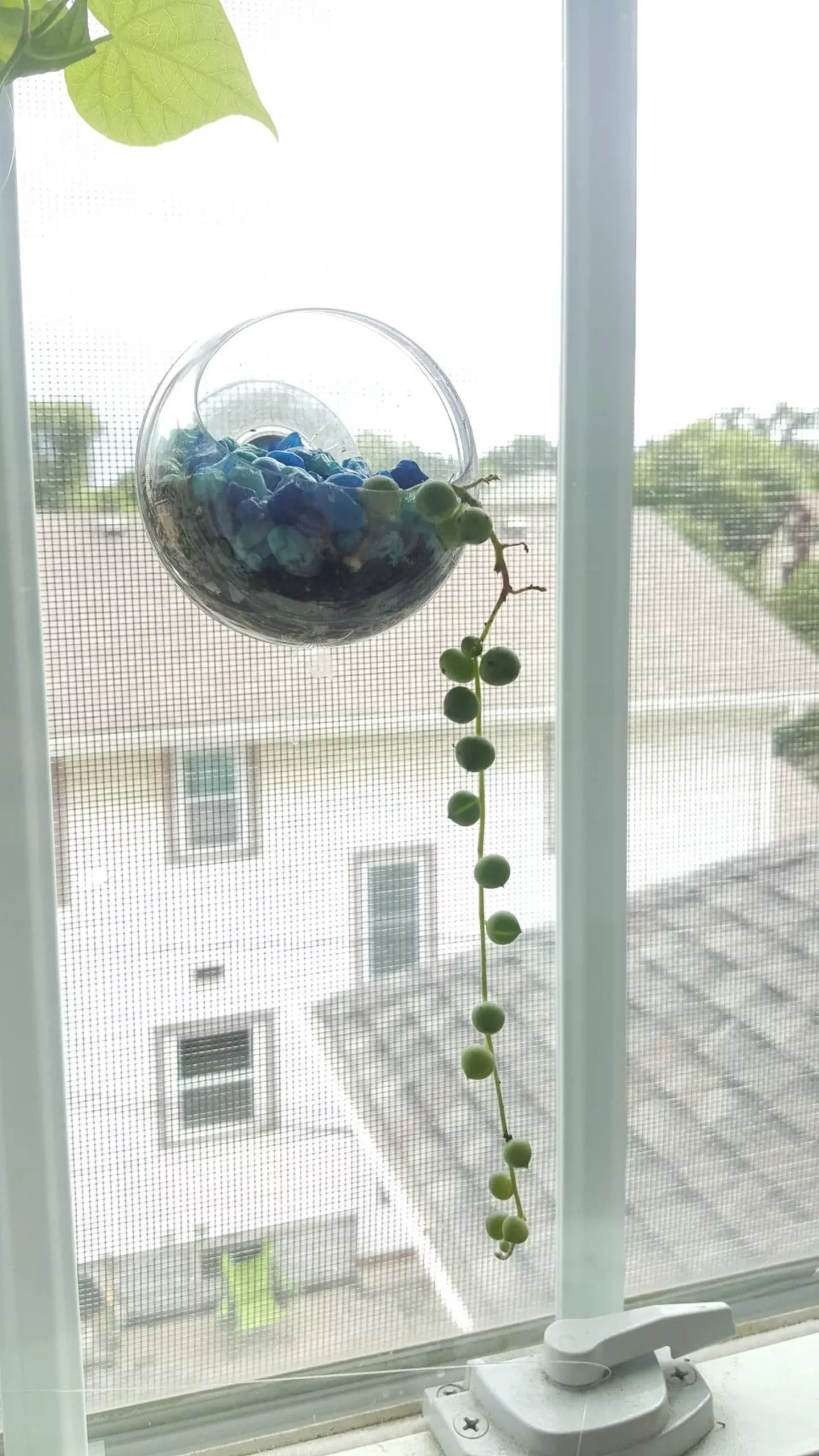 Window Planter Suction Cup