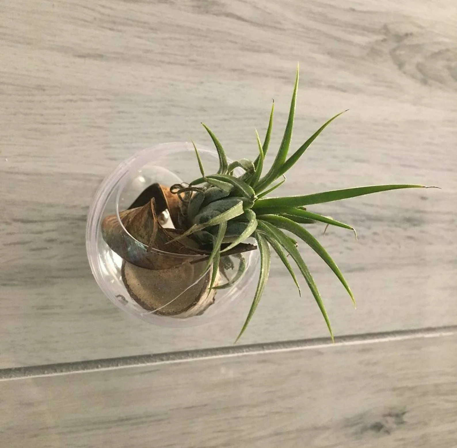 Window Planter Suction Cup