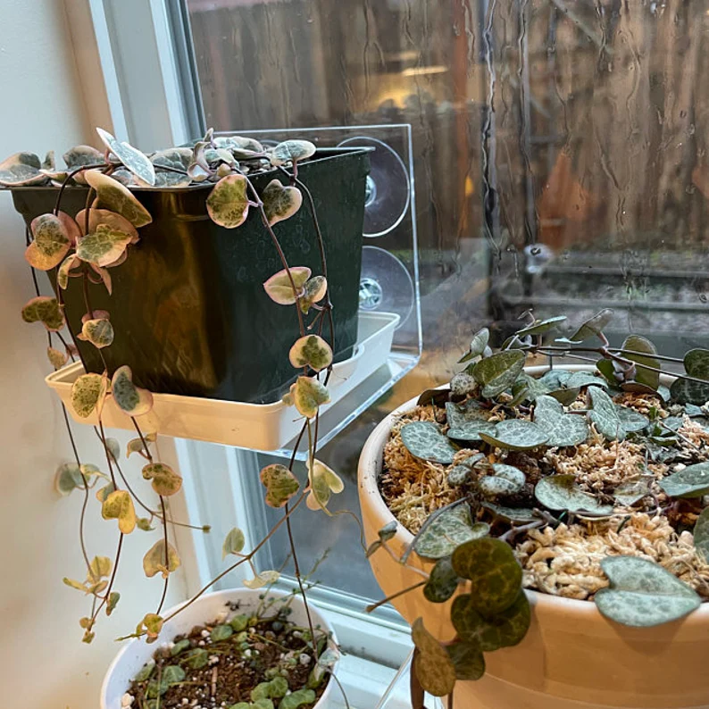 Clear Window Shelves for Plants