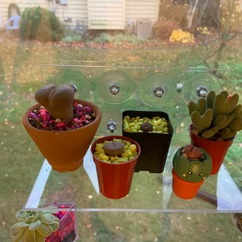 Clear Window Shelves for Plants